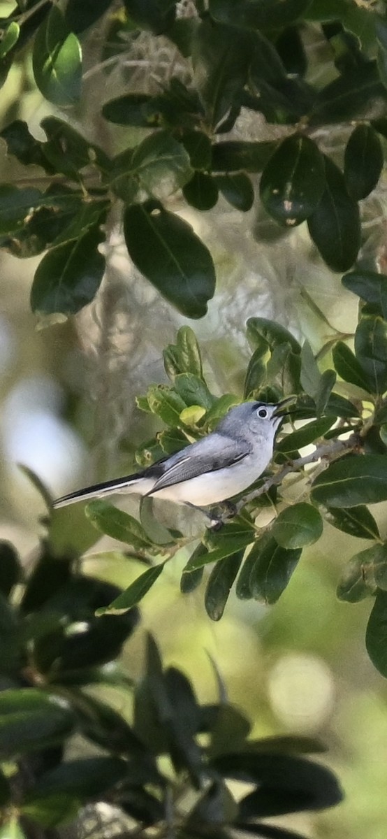 Blue-gray Gnatcatcher - Deborah Penrose