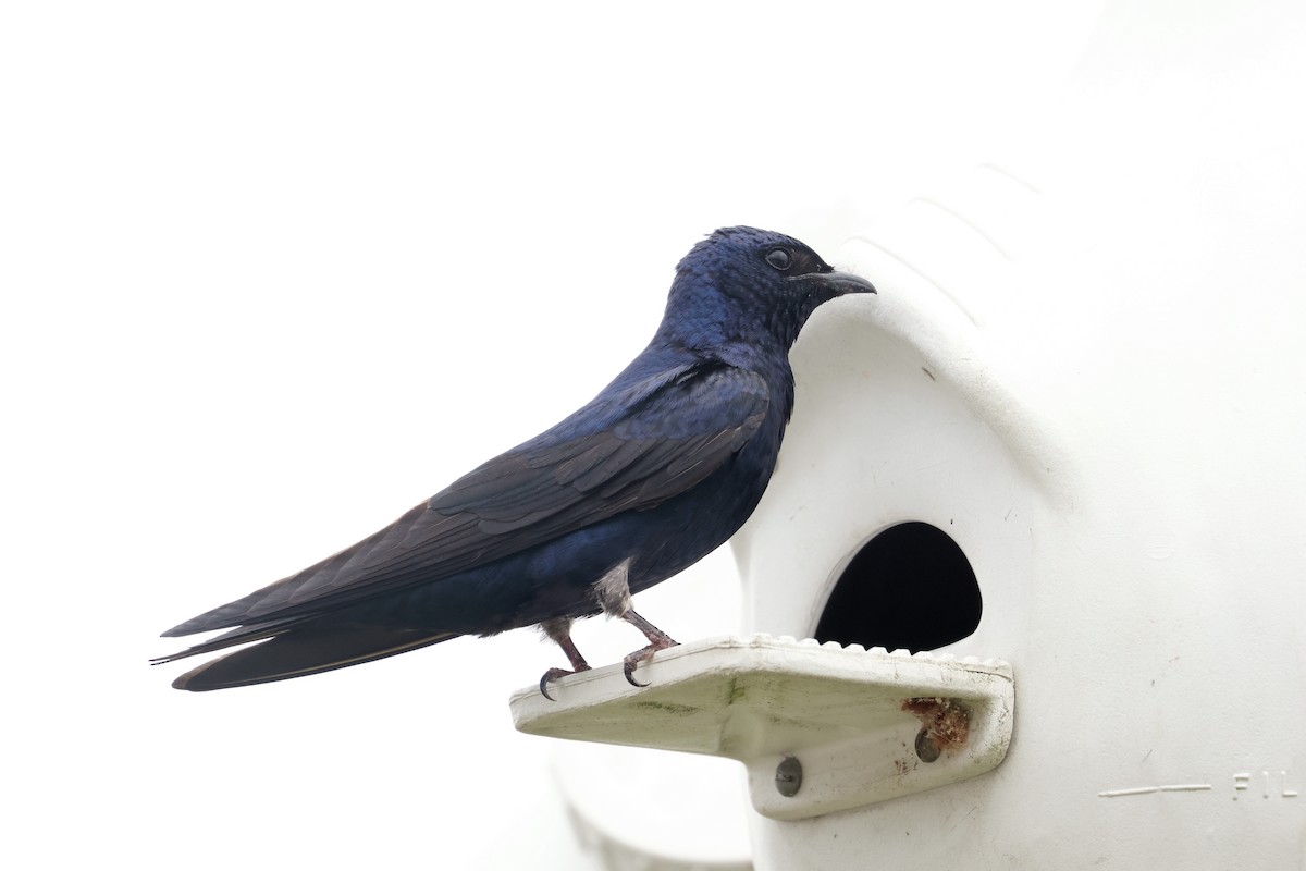 Purple Martin - John Drummond