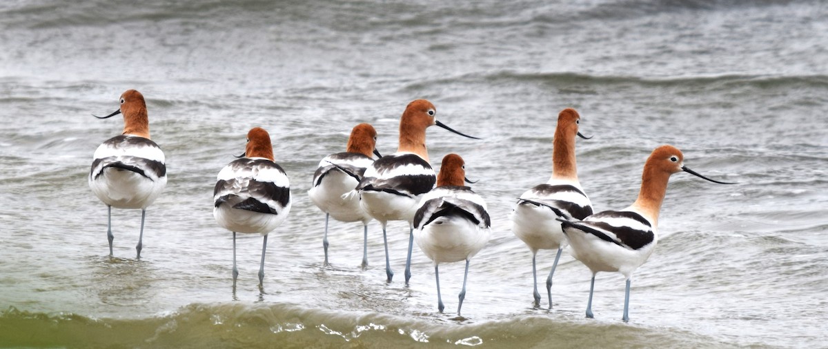 Avoceta Americana - ML618123916