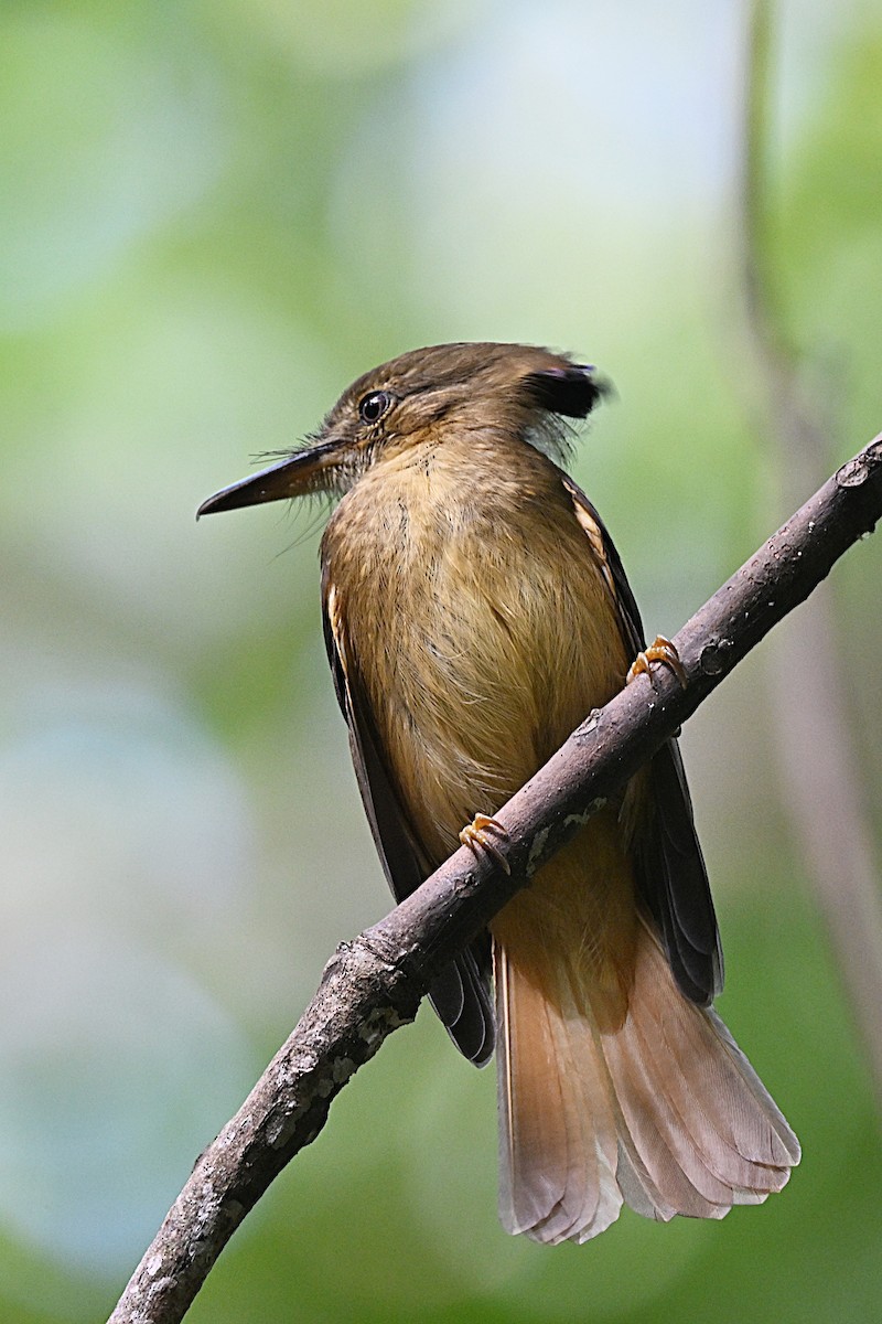 Tropical Royal Flycatcher - ML618123921