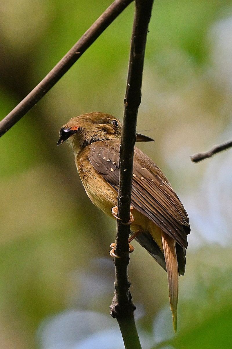 Tropical Royal Flycatcher - ML618123922