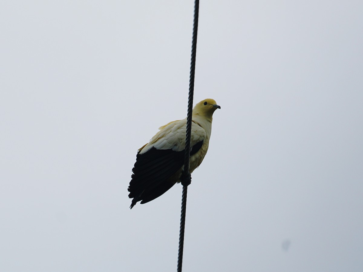 Pied Imperial-Pigeon - Erich Hetzel