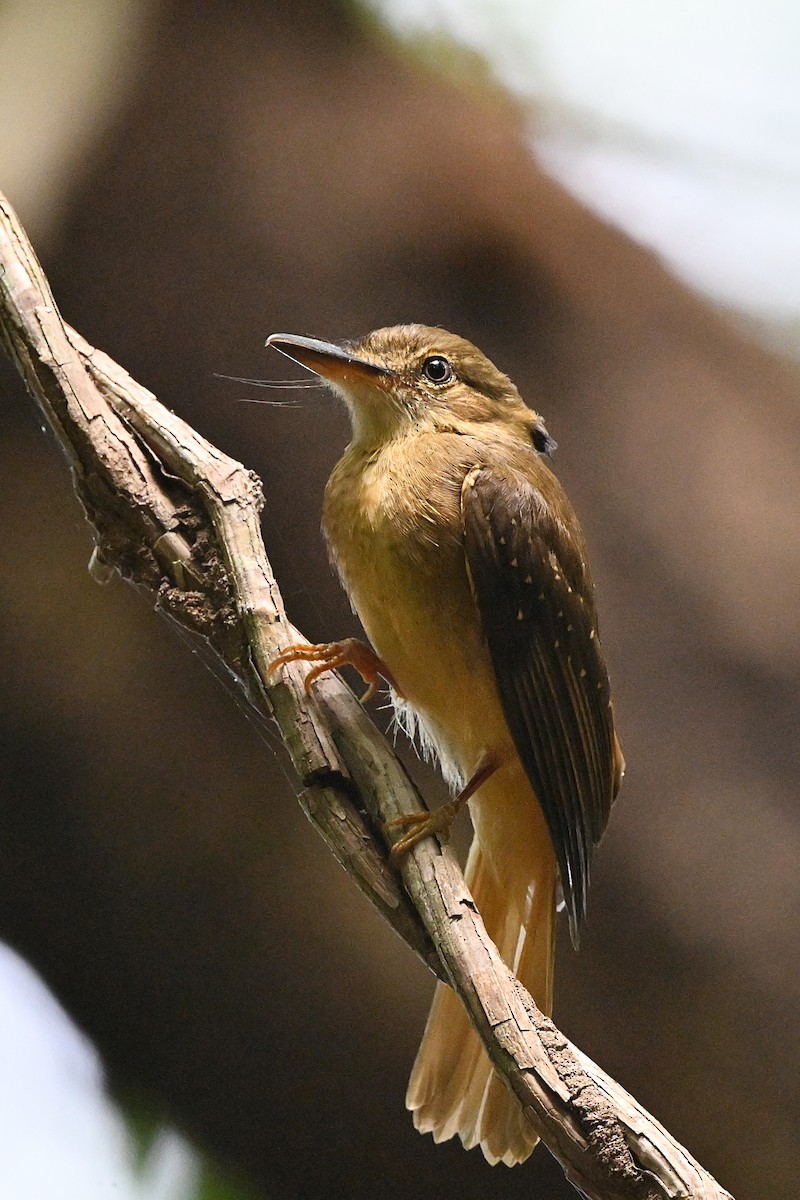 Tropical Royal Flycatcher - ML618123924