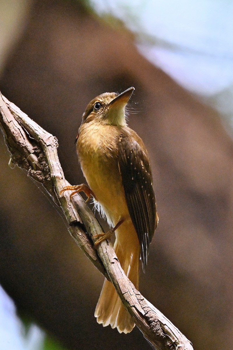 Tropical Royal Flycatcher - ML618123925