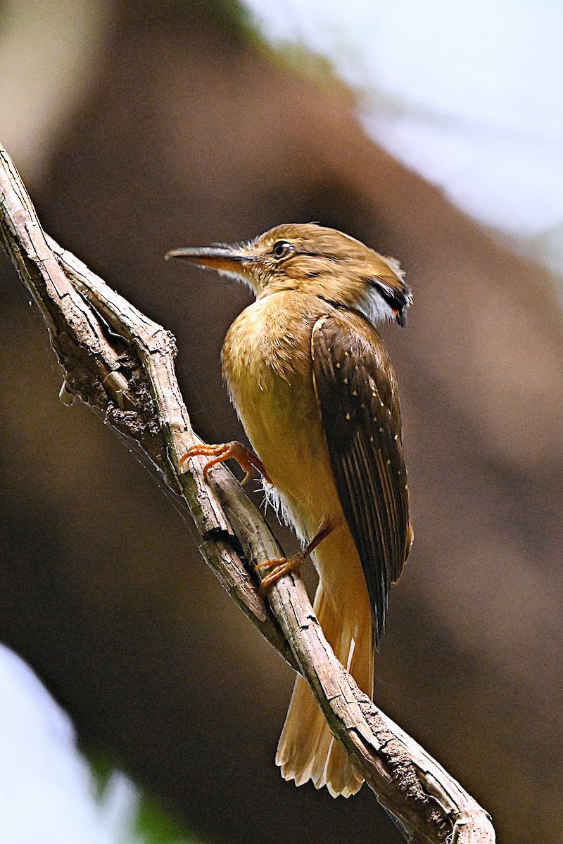 Tropical Royal Flycatcher - ML618123927