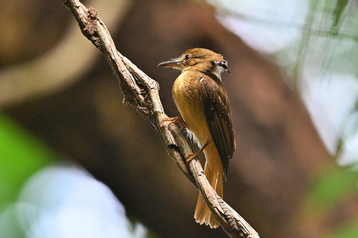 Tropical Royal Flycatcher - ML618123928