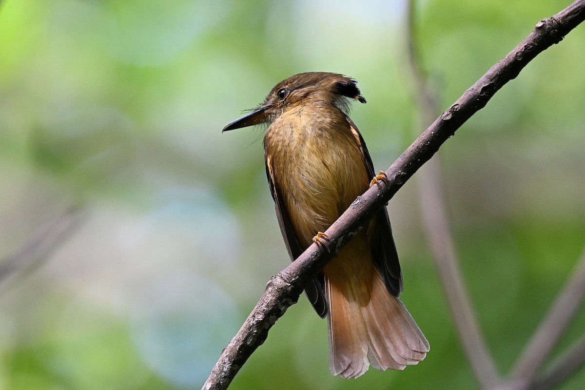 Tropical Royal Flycatcher - André Lanouette