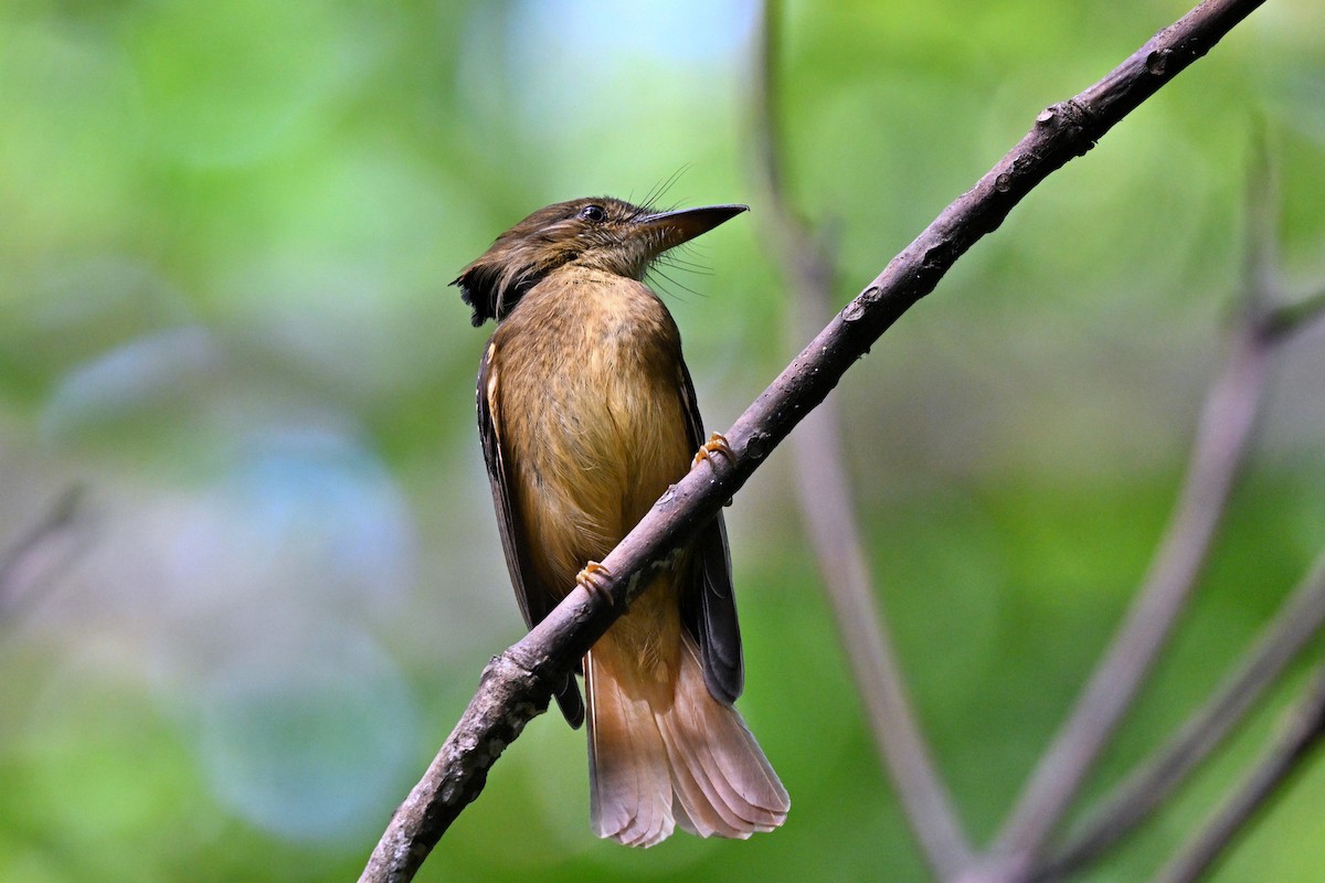 Tropical Royal Flycatcher - ML618123932