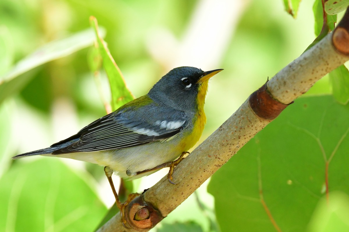 Northern Parula - Etienne Pracht