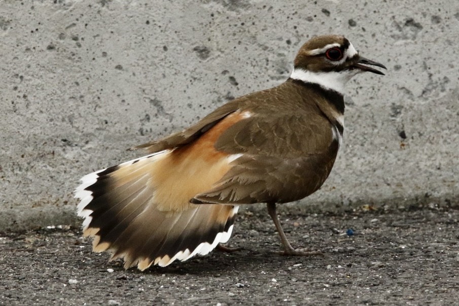 Killdeer - Alain Desfossés