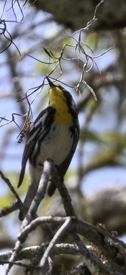 Yellow-throated Warbler - Deborah Penrose