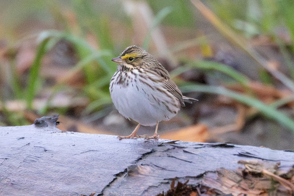 Savannah Sparrow - ML618123970
