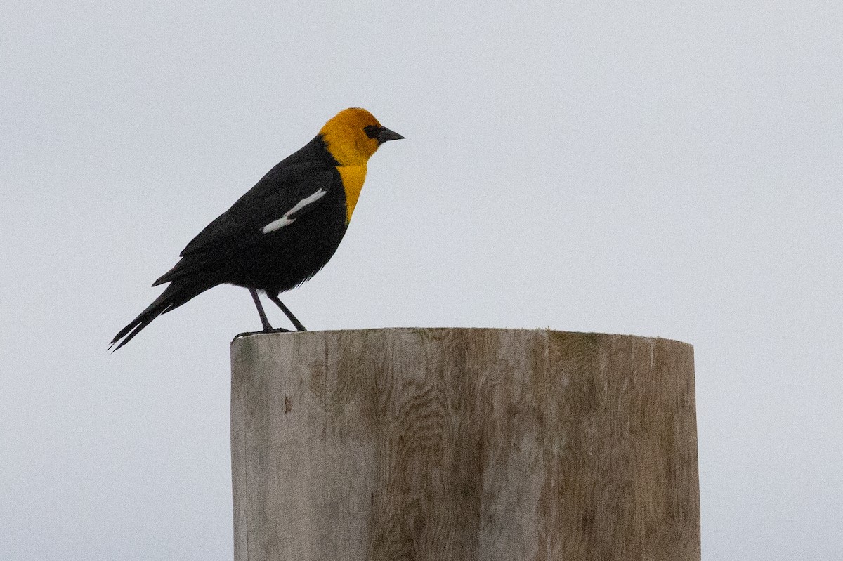 Yellow-headed Blackbird - ML618123980