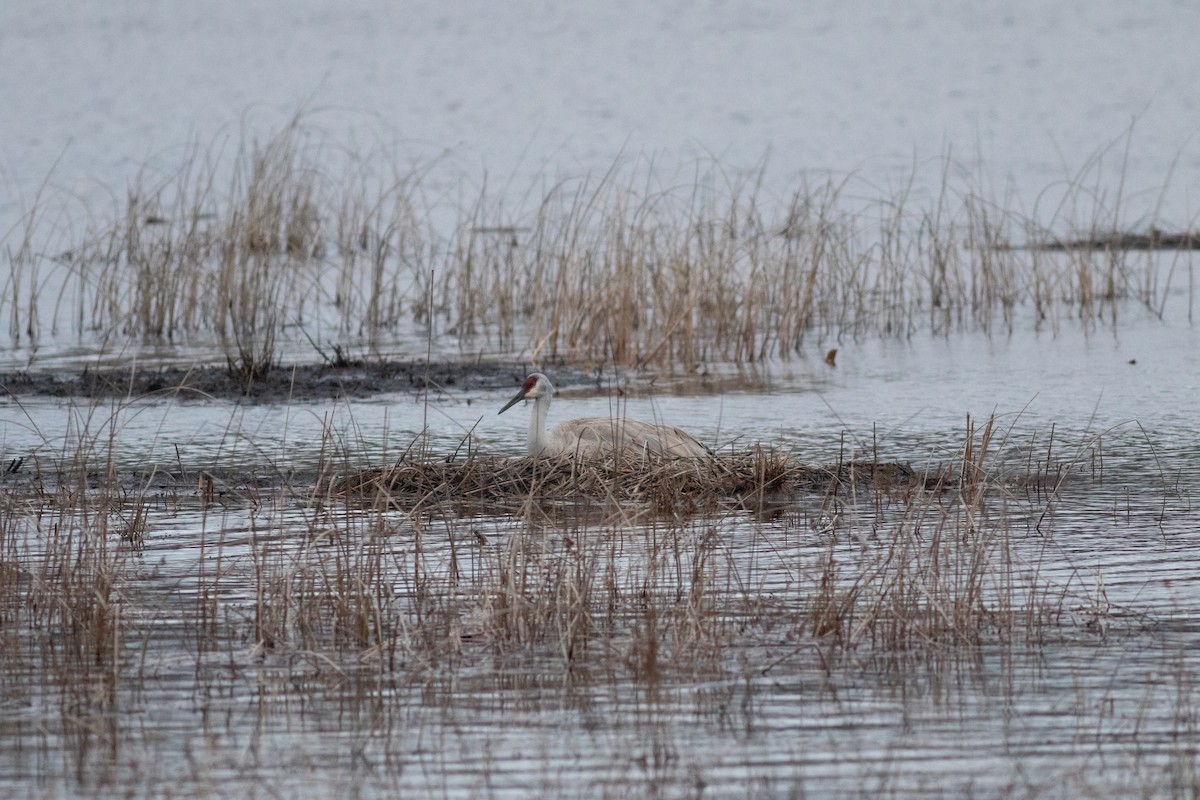 Sandhill Crane - ML618123984