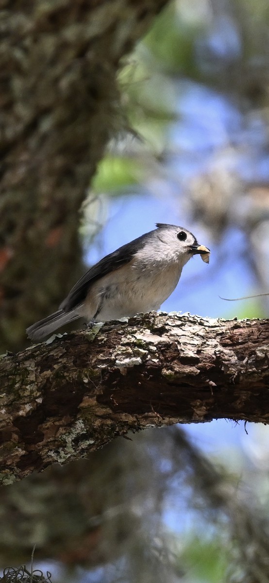 Tufted Titmouse - Deborah Penrose