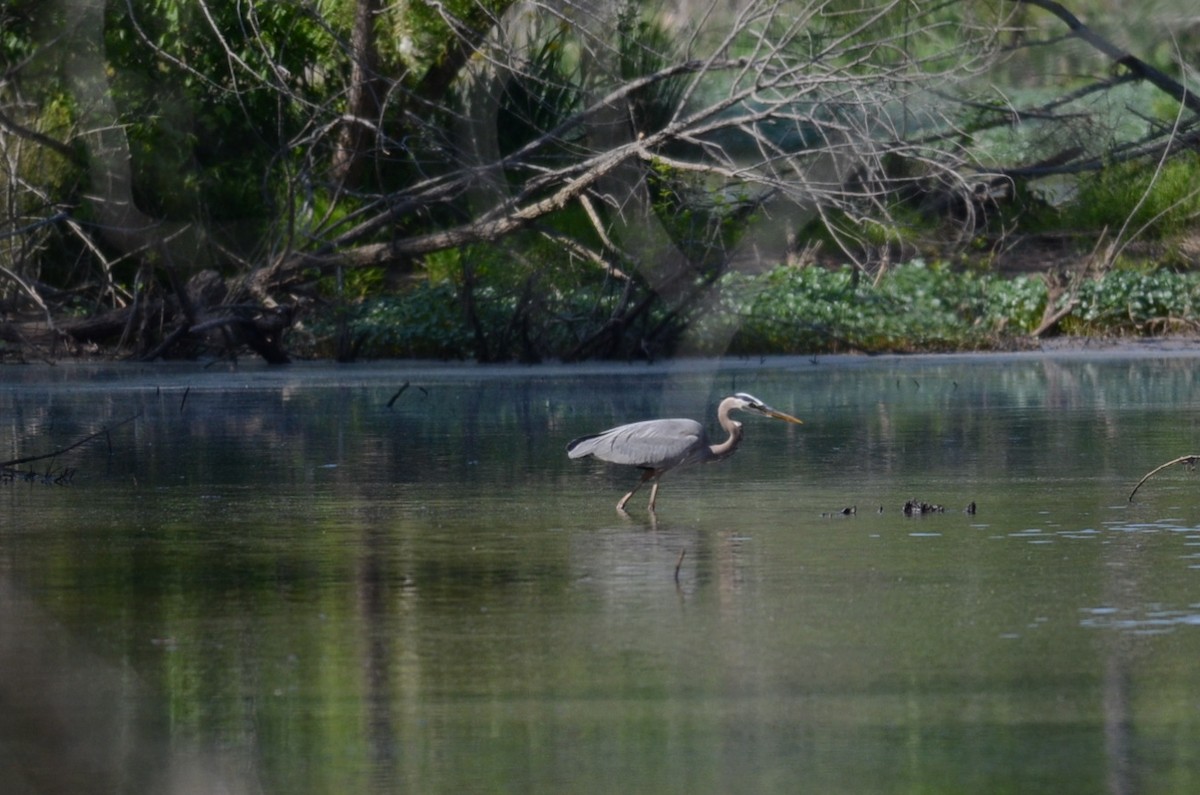 Great Blue Heron - ML618124006