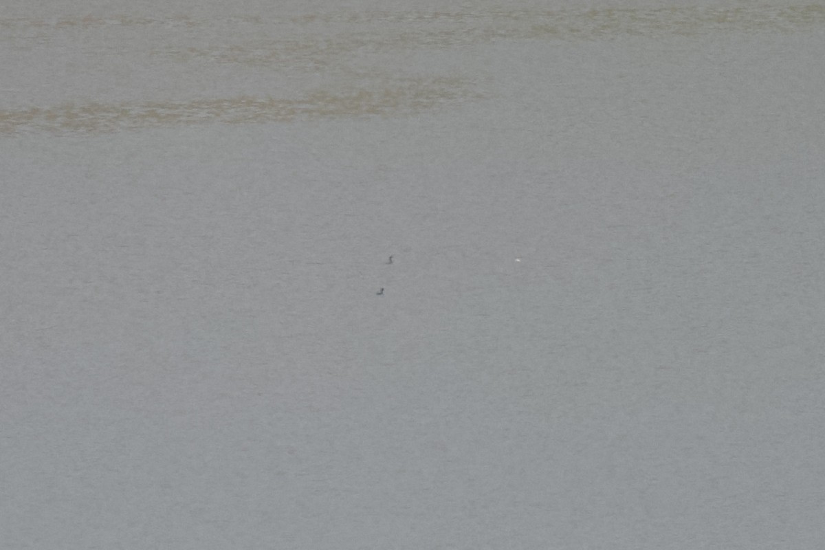 cormorant sp. - ML618124010