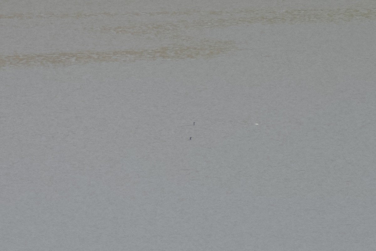 cormorant sp. - ML618124011