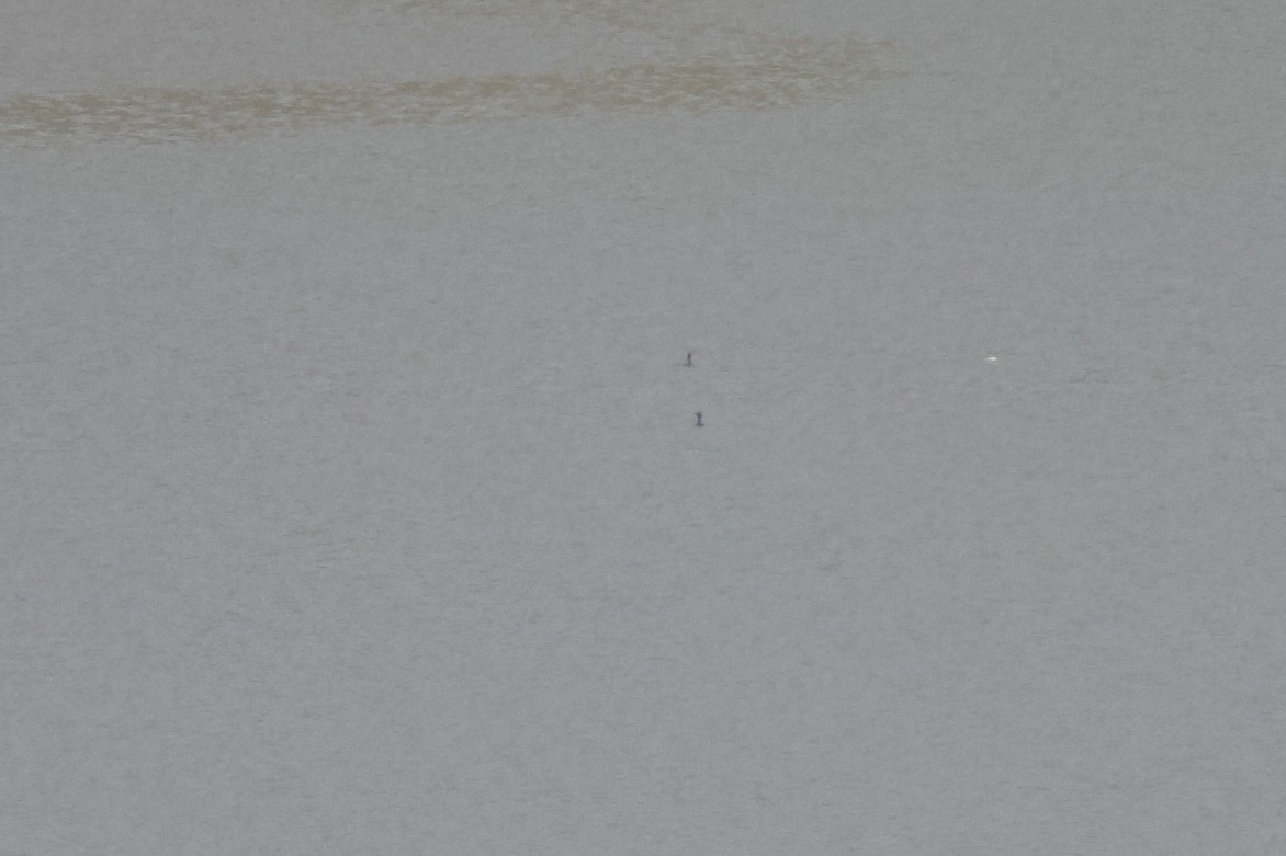 cormorant sp. - ML618124012