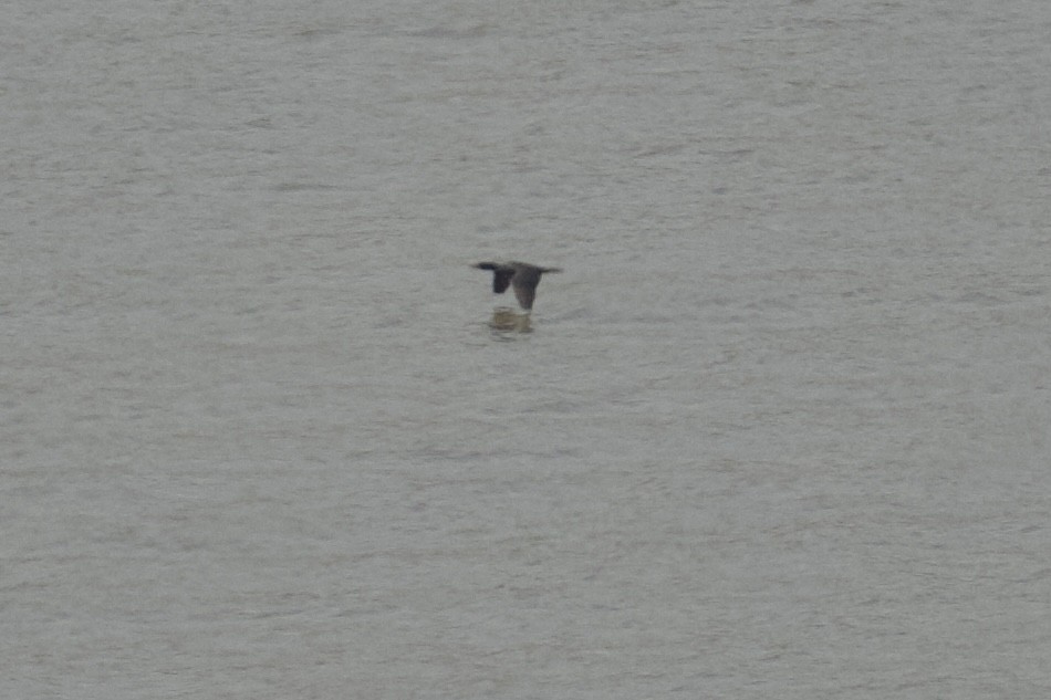 cormorant sp. - ML618124013