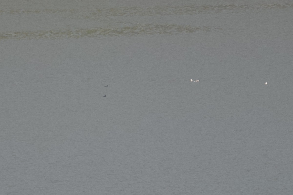 cormorant sp. - ML618124014