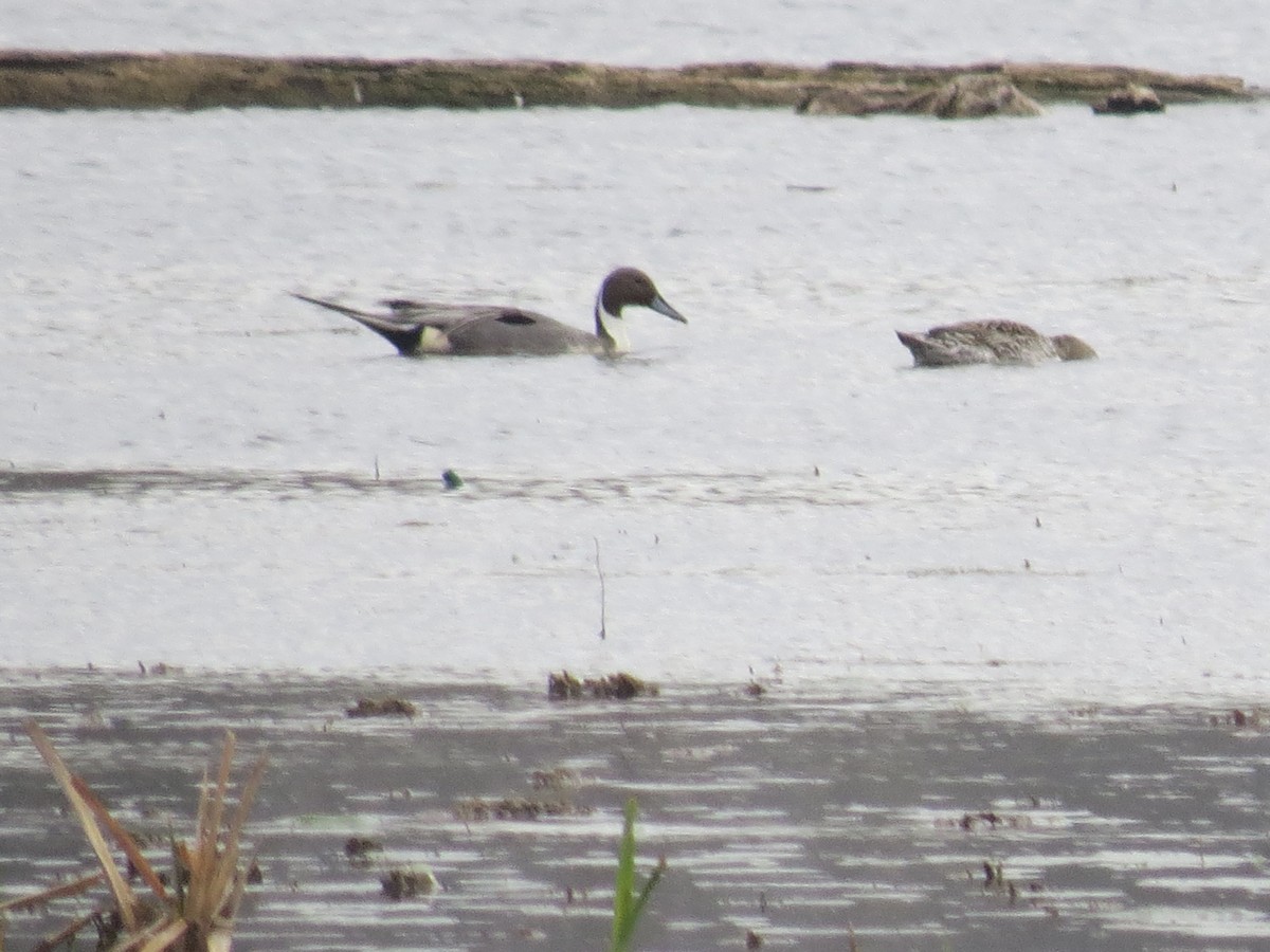 Northern Pintail - Ethan Maynard