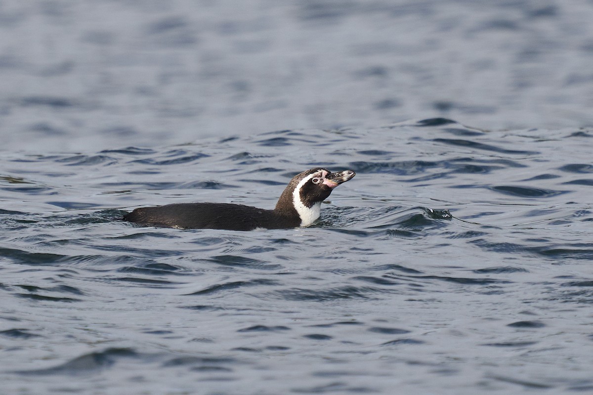 Humboldt Penguin - Hederd Torres García