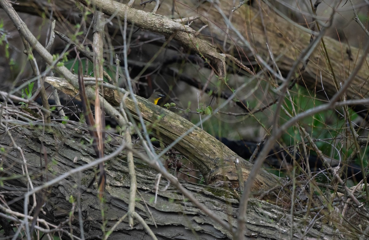 Yellow-breasted Chat - ML618124030