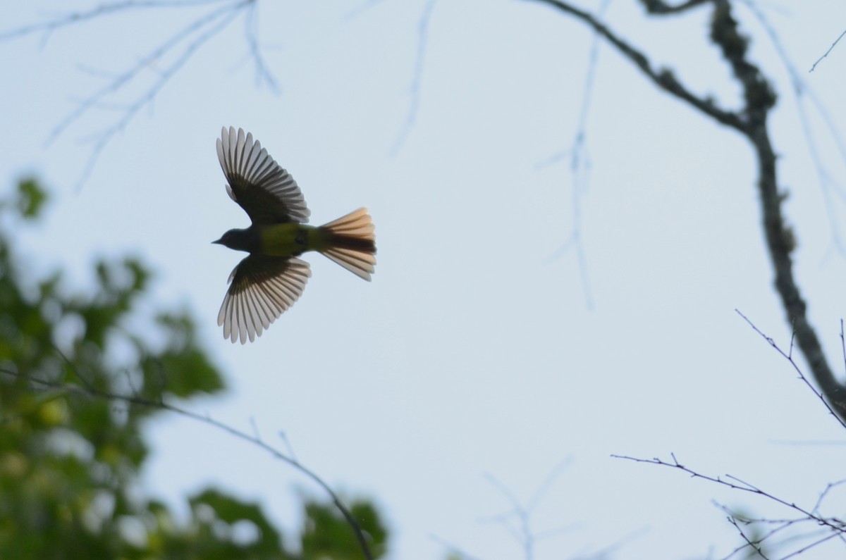 Great Crested Flycatcher - Emily Herrington