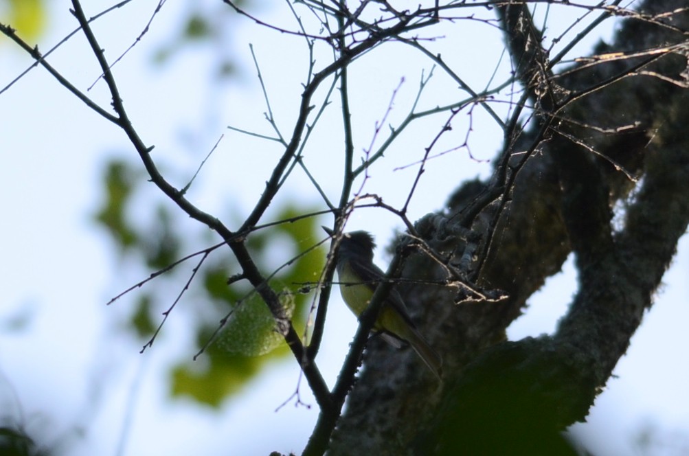 Great Crested Flycatcher - ML618124032