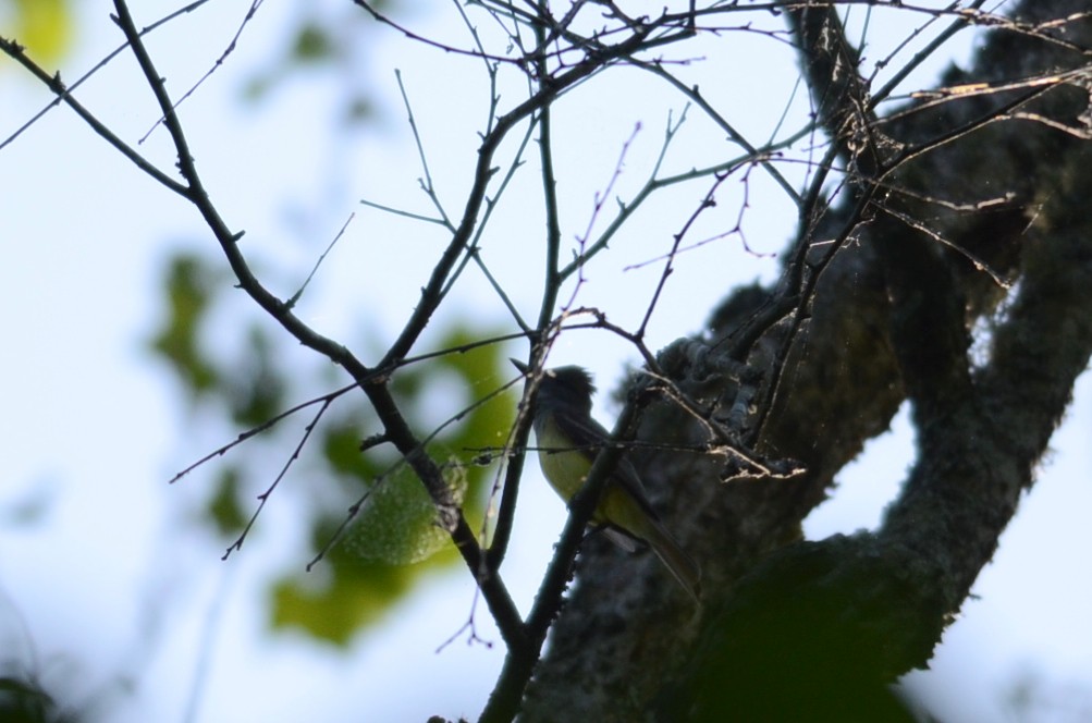 Great Crested Flycatcher - Emily Herrington