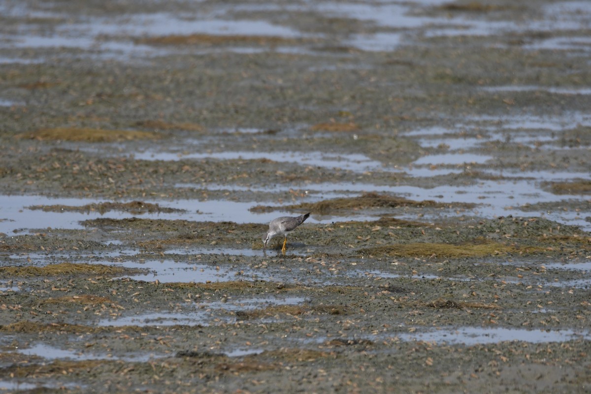 Gray-tailed Tattler - 品諭 陳