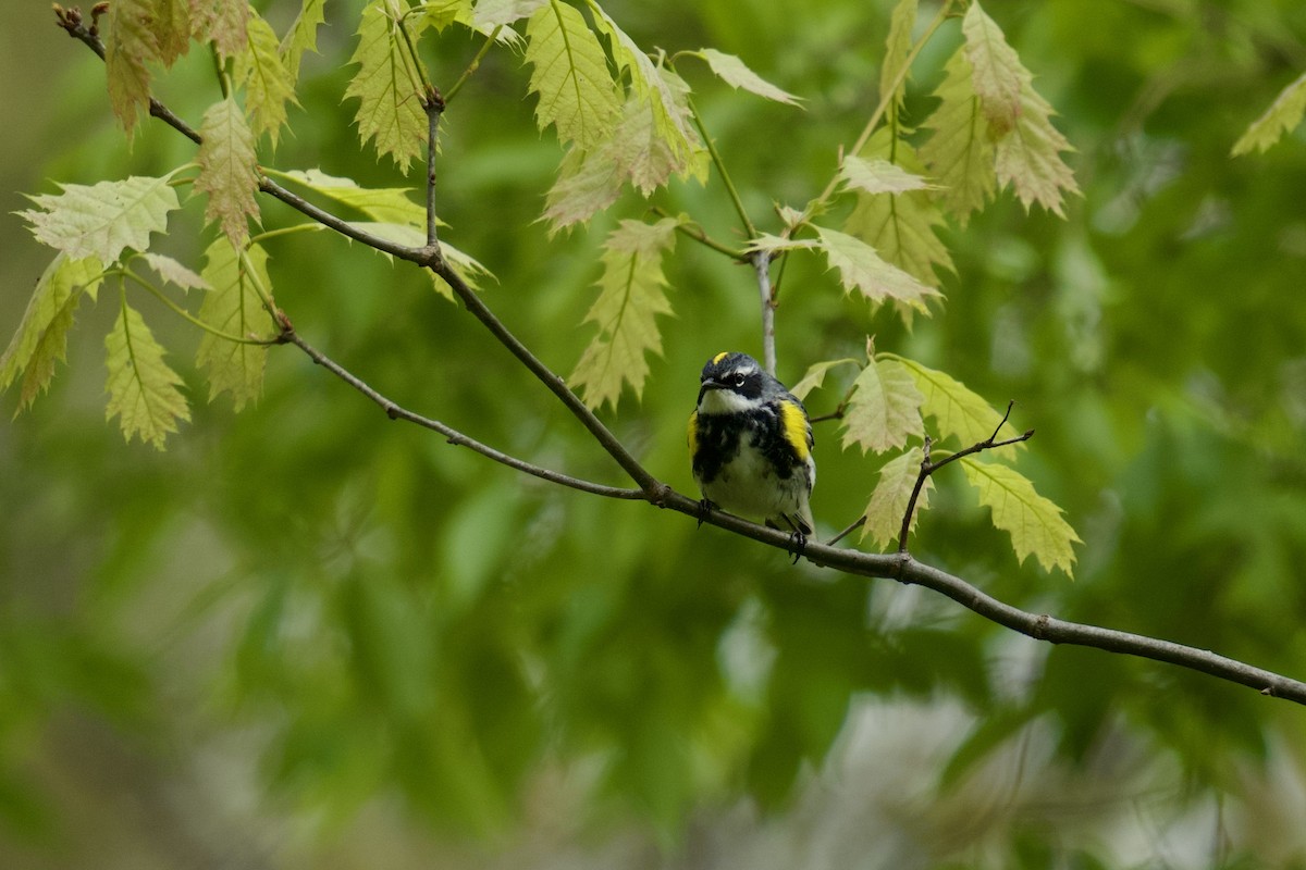 Yellow-rumped Warbler - ML618124091