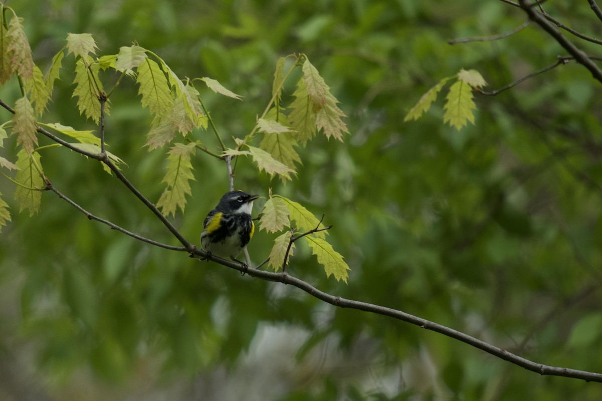 Yellow-rumped Warbler - ML618124092