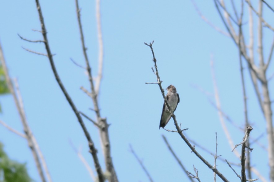 Northern Rough-winged Swallow - ML618124098