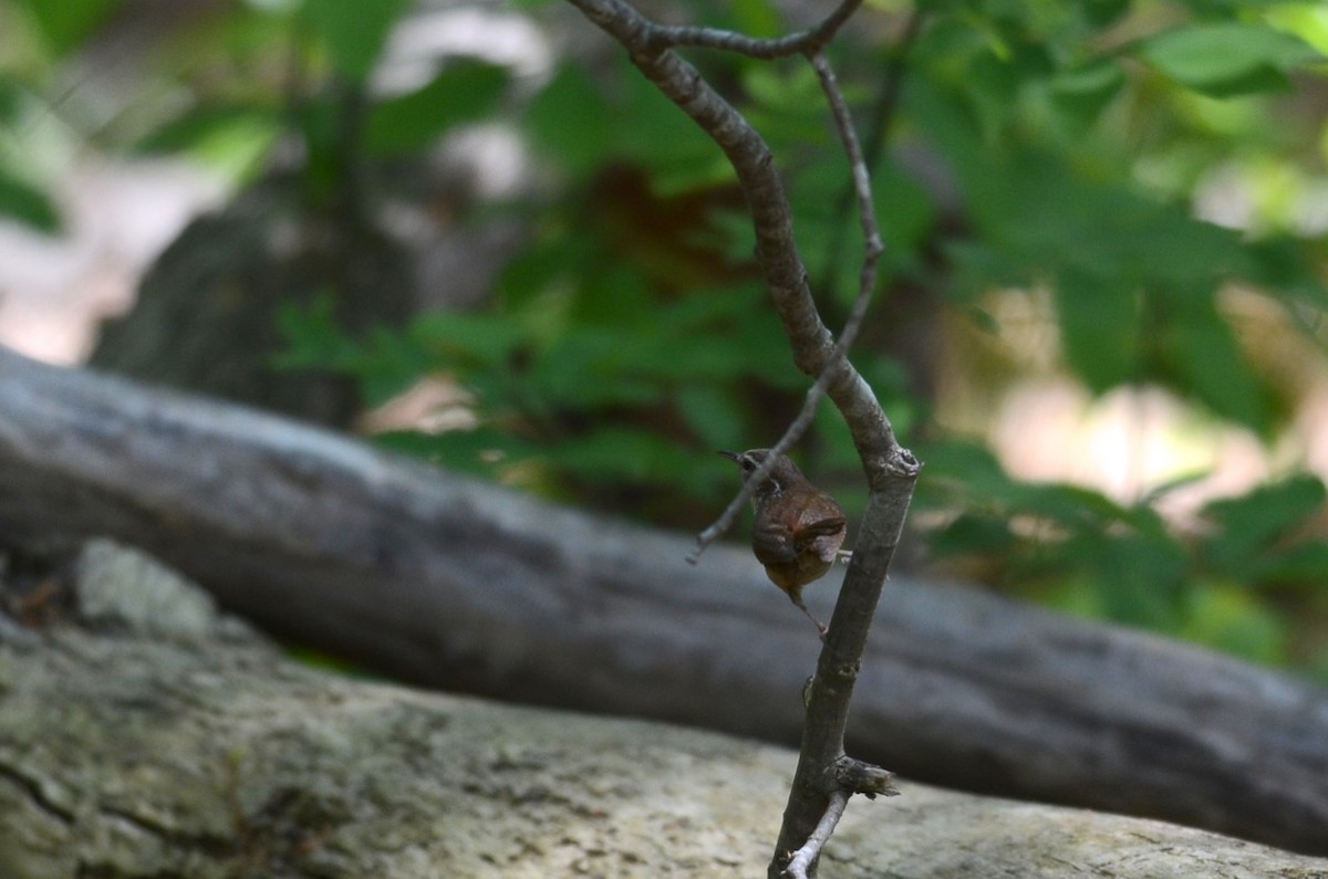 Carolina Wren - ML618124112