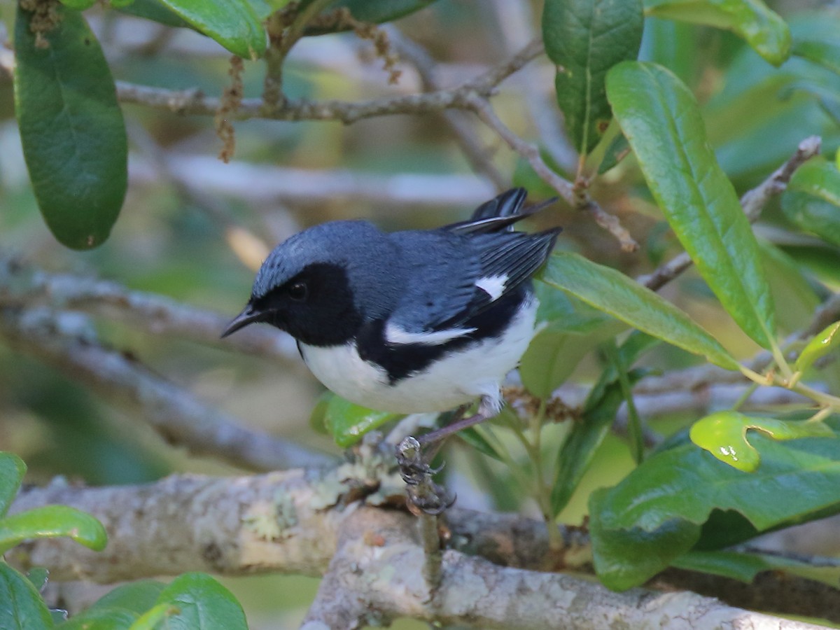 Black-throated Blue Warbler - ML618124114