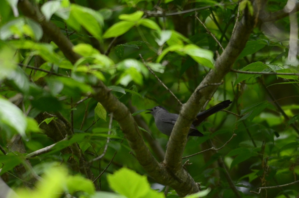 Gray Catbird - Emily Herrington