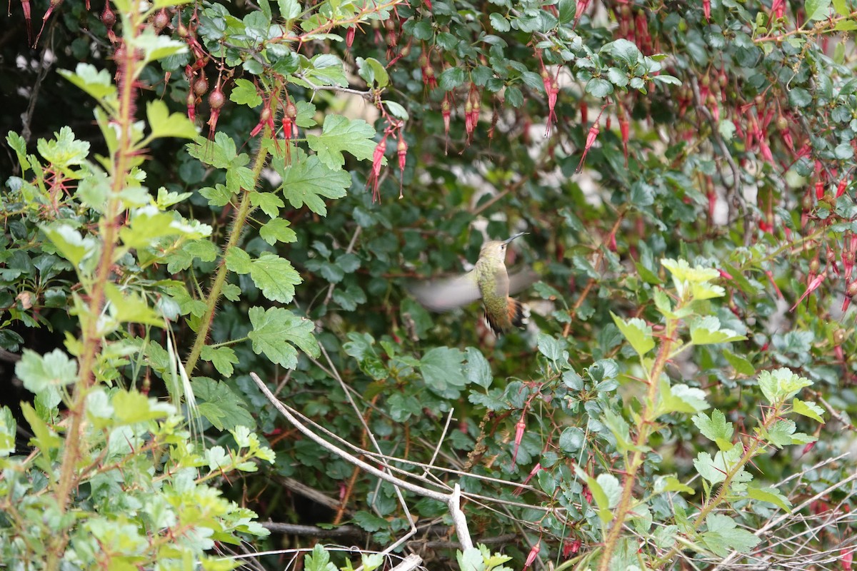 Rufous/Allen's Hummingbird - Sylvia Afable