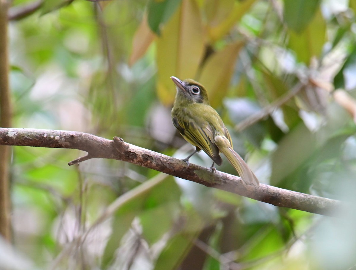 Eye-ringed Flatbill - Oscar Amaro