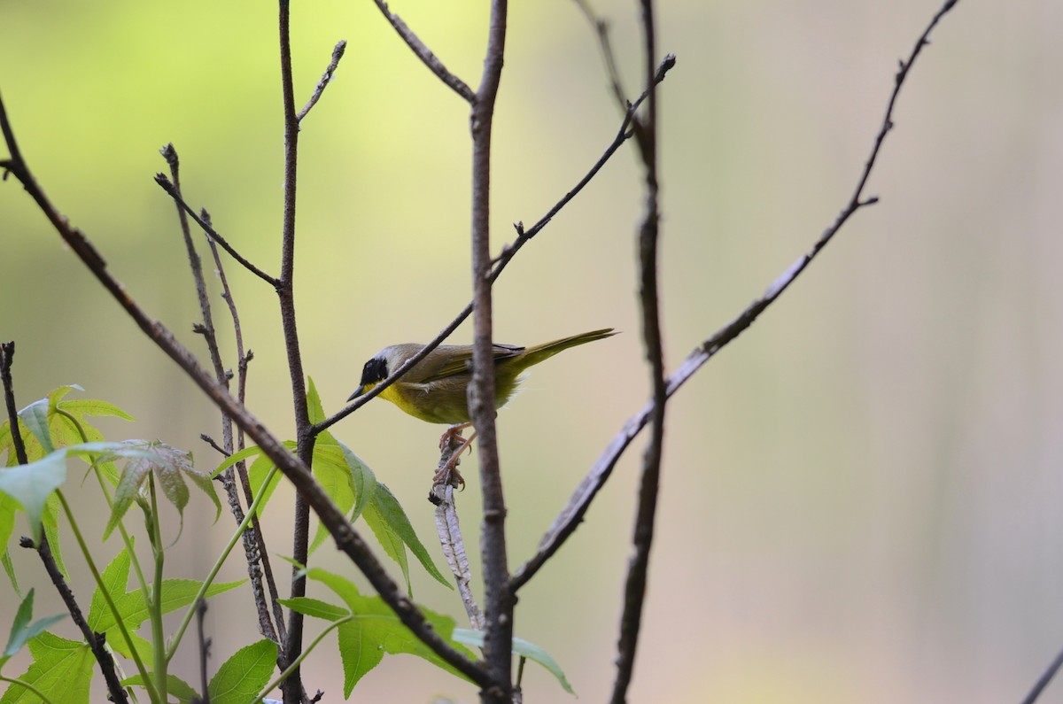 Common Yellowthroat - ML618124141