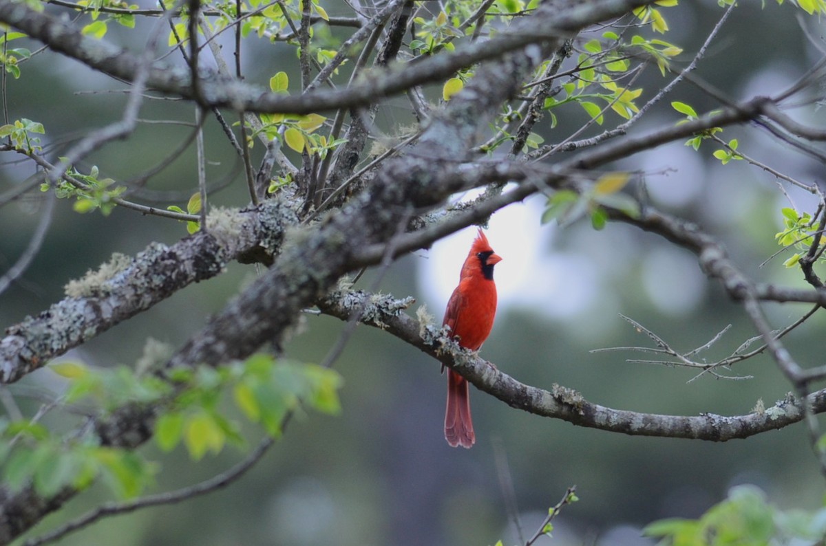 Northern Cardinal - Emily Herrington