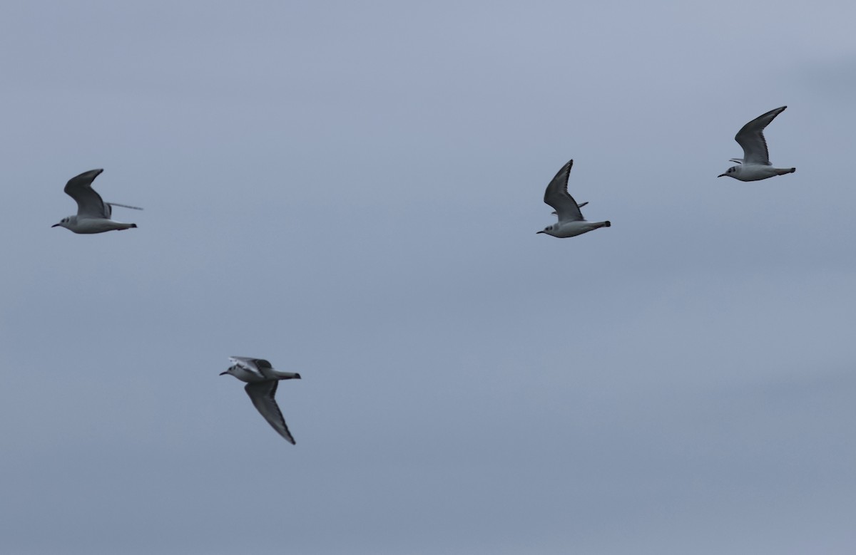 Bonaparte's Gull - ML618124162