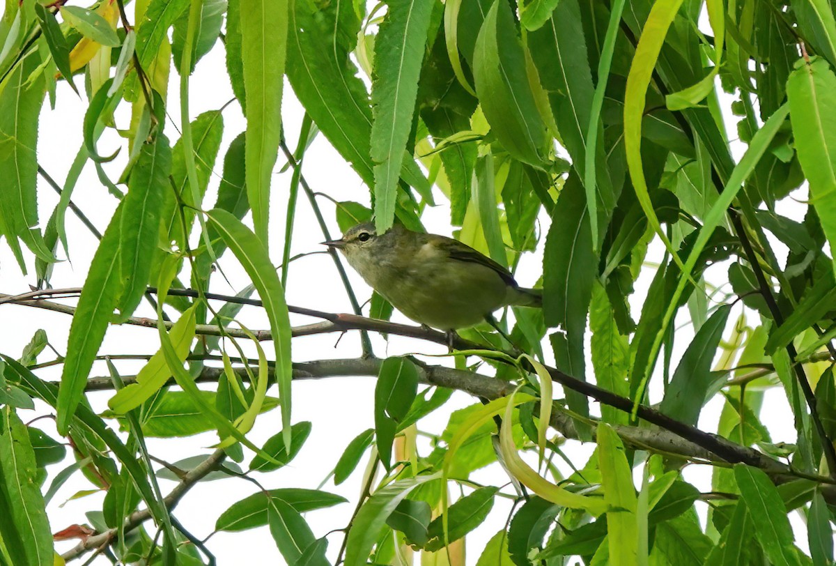 Tennessee Warbler - Pam Vercellone-Smith