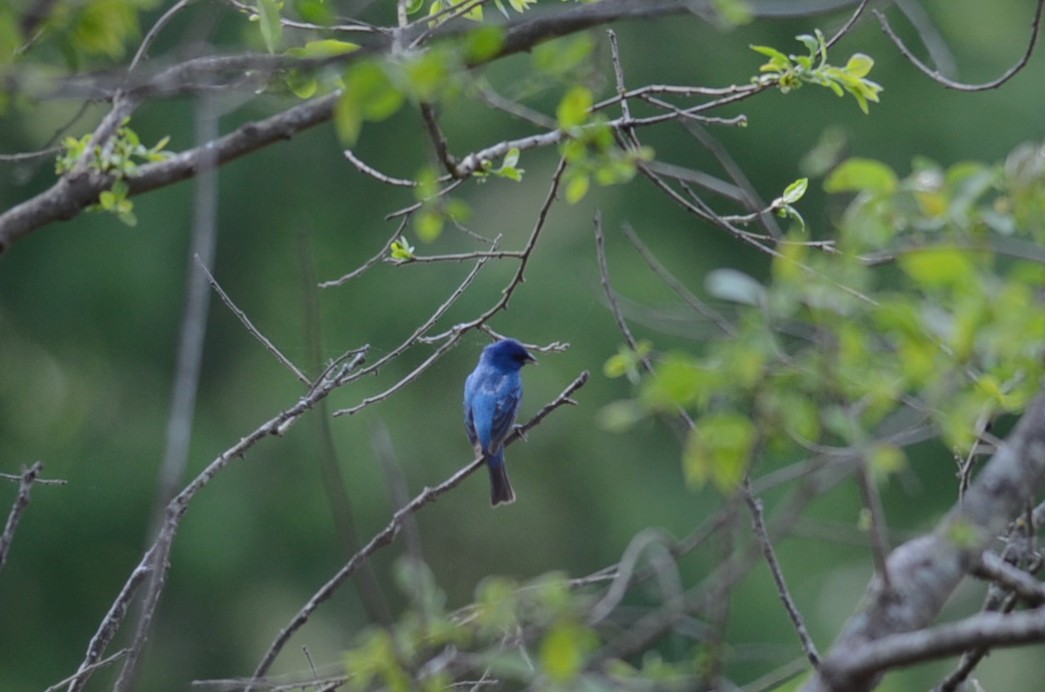Indigo Bunting - ML618124179
