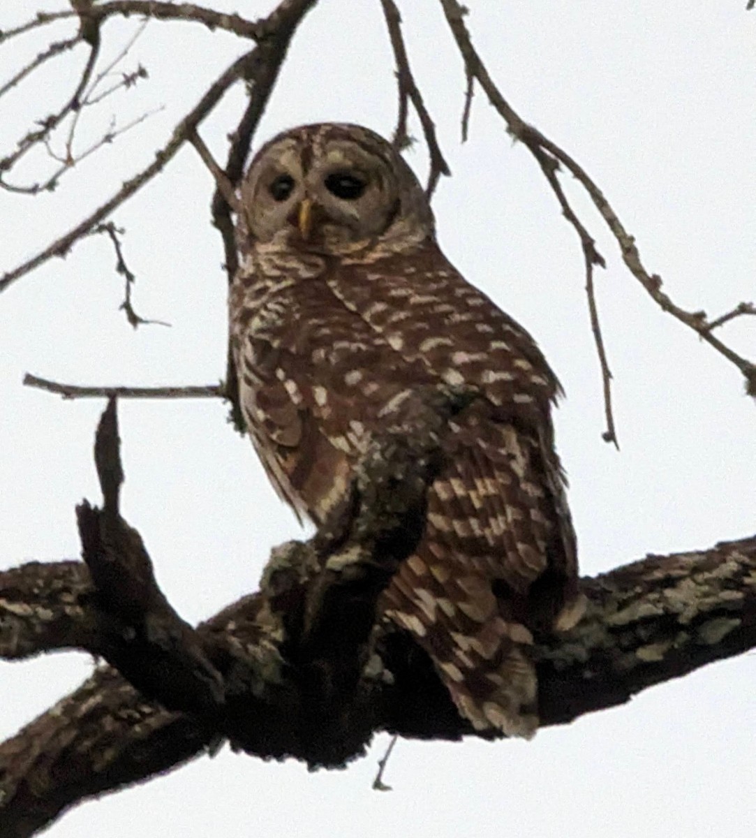 Barred Owl - ML618124181