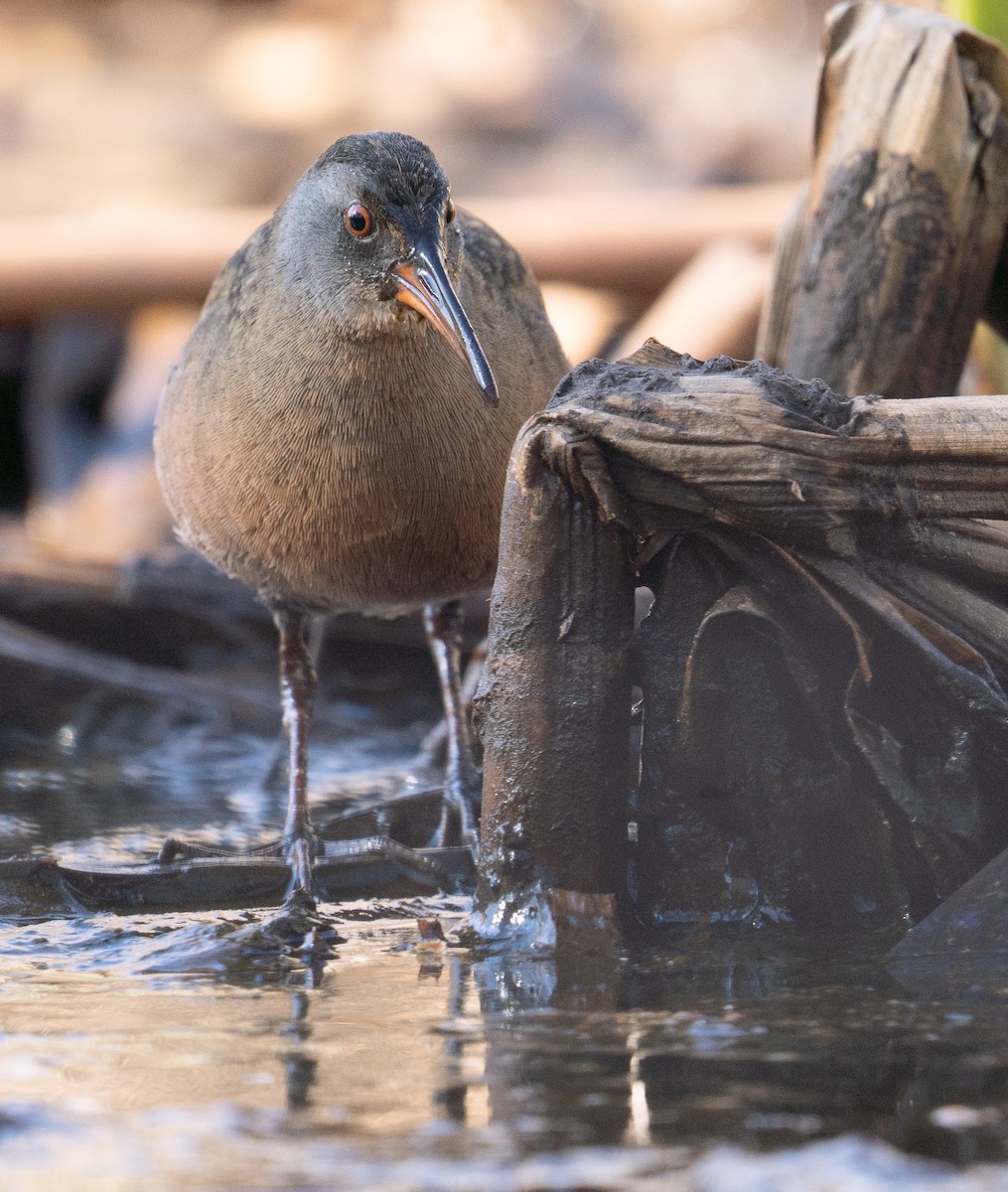 Virginia Rail - ML618124199