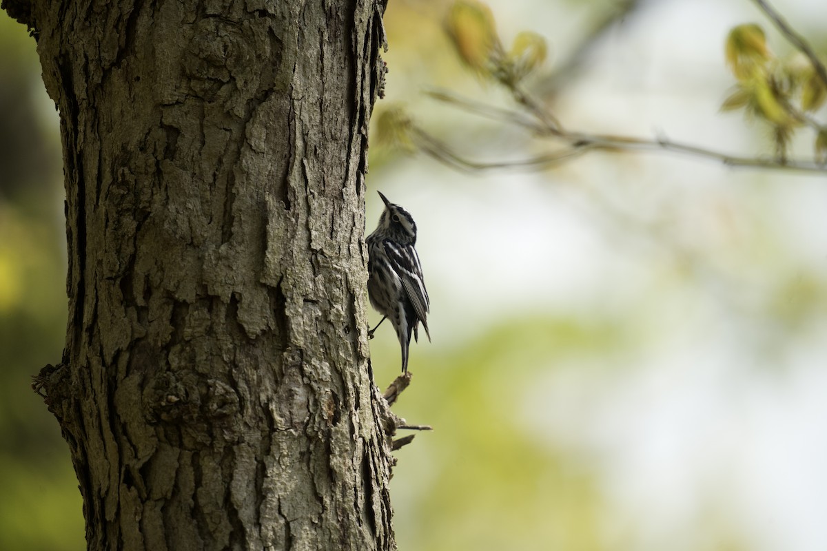 Black-and-white Warbler - ML618124201