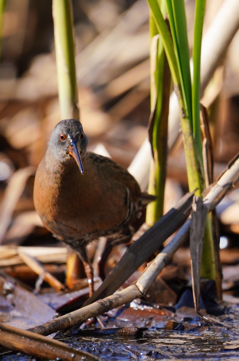 Virginia Rail - ML618124207