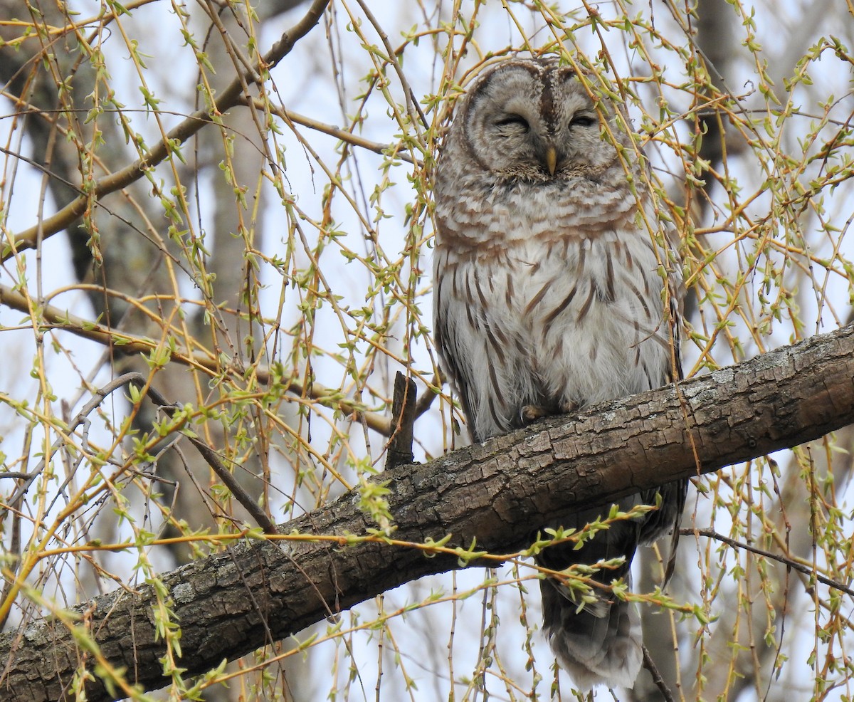 Barred Owl - Jules-Alex Banville